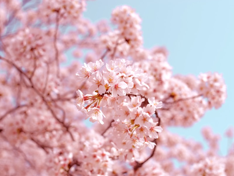 Seoul Early Spring 2026: March Festivals, Plum Blossoms & Spring Awakening