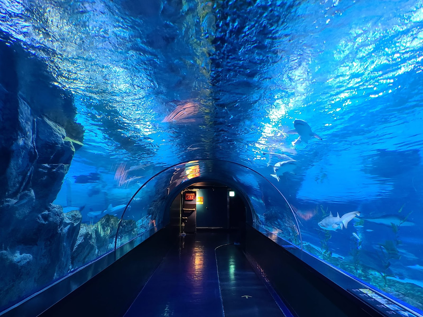 SEA LIFE COEX Seoul Aquarium 3