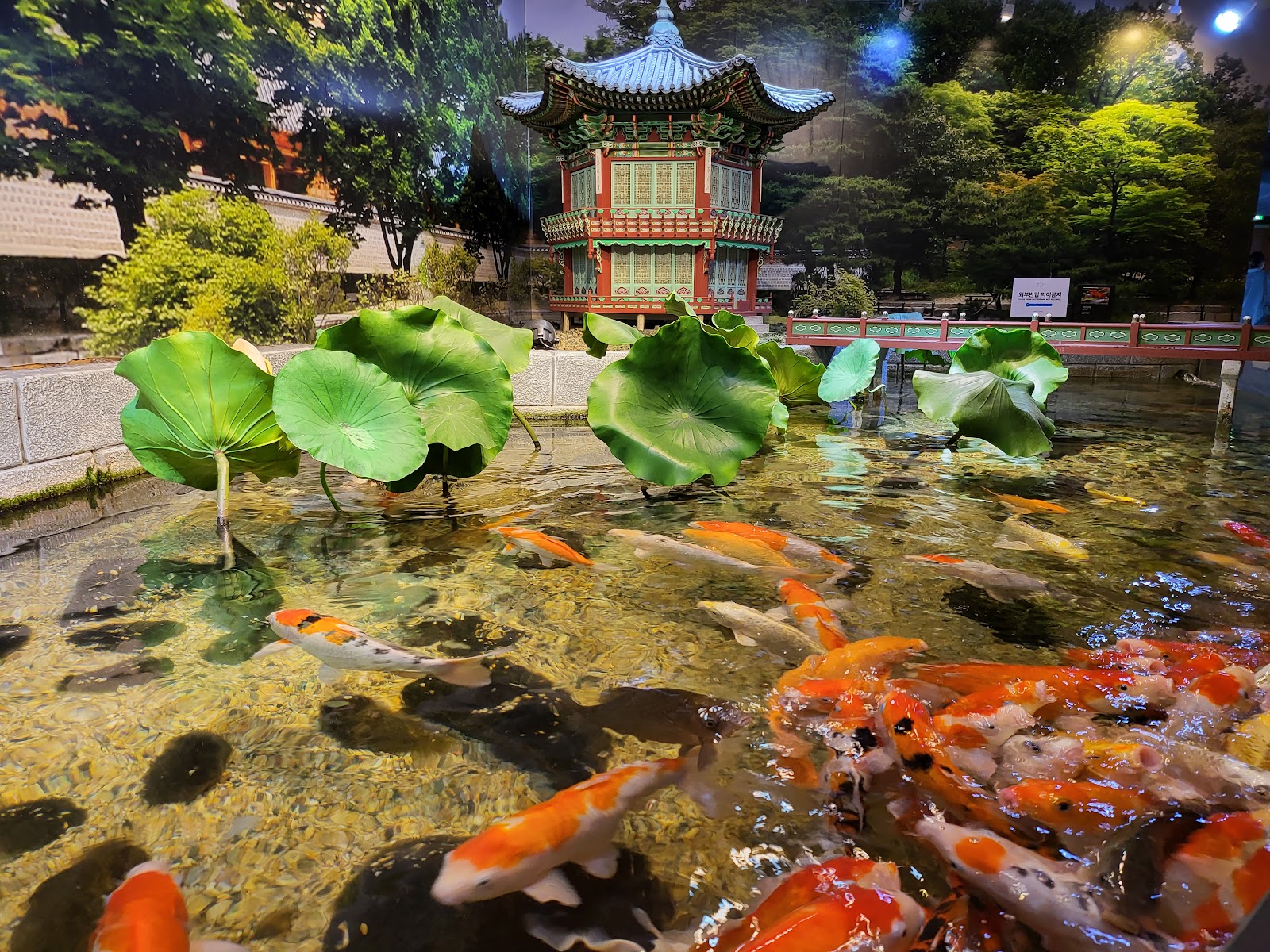 SEA LIFE COEX Seoul Aquarium 5