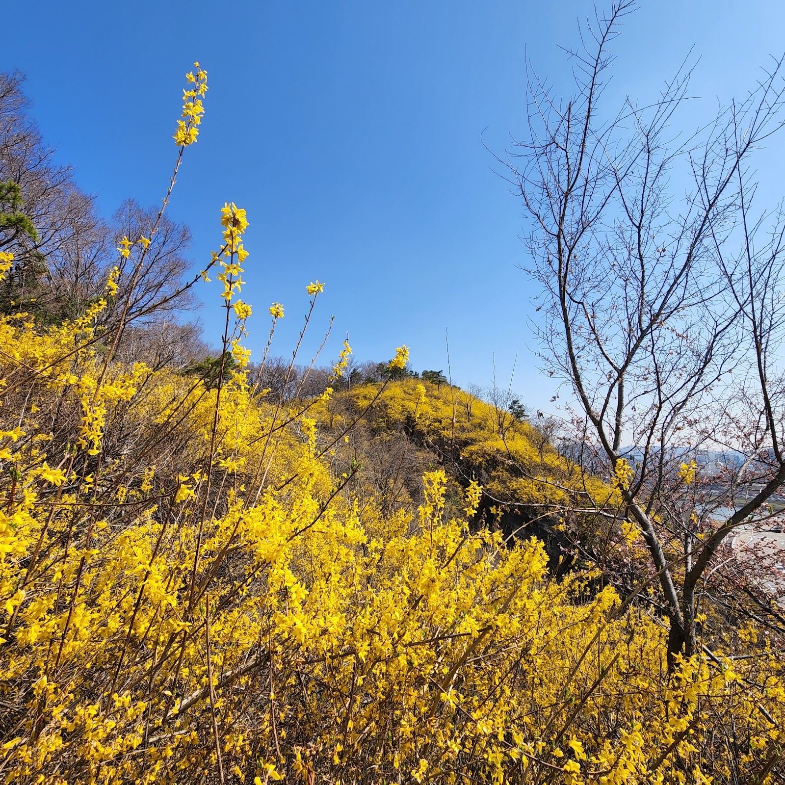 Dalmajibong Park 5