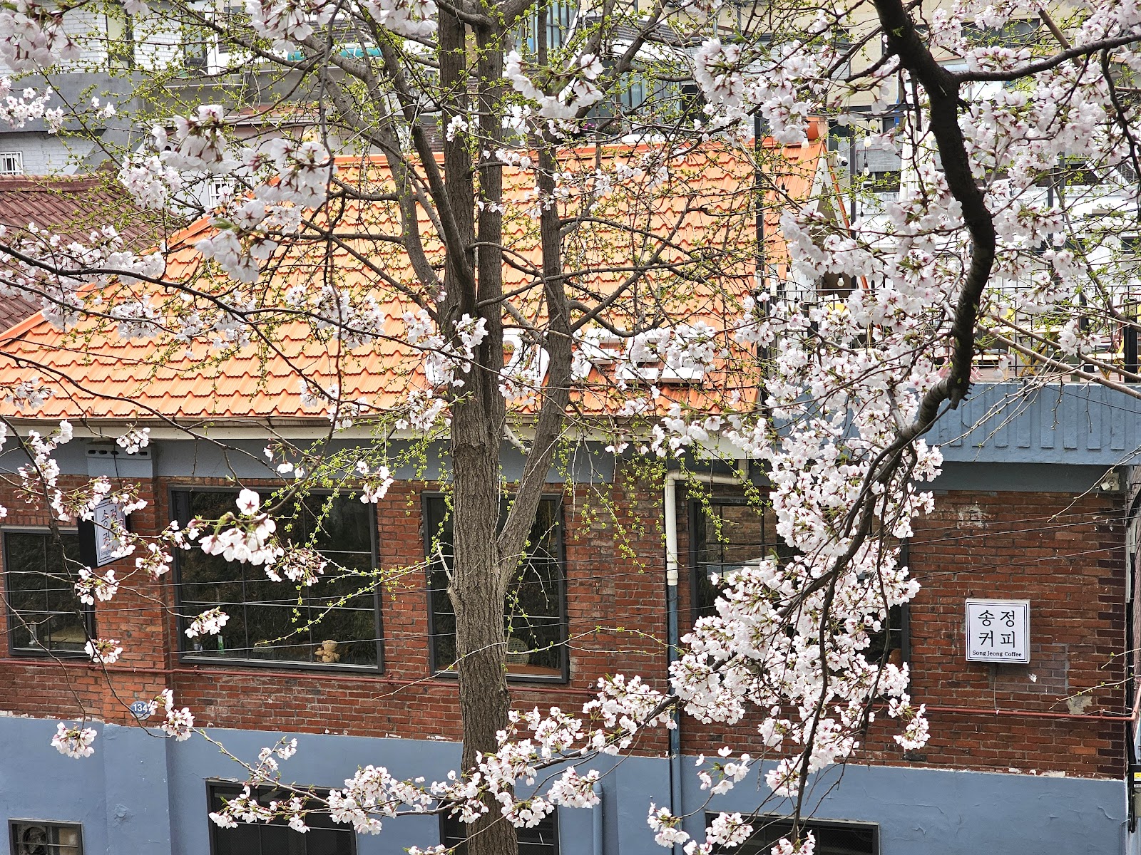 Songjeong Coffee 5