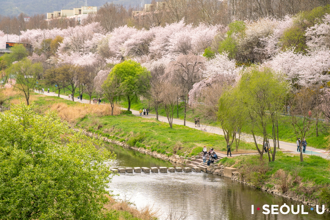 Crowd-Free Cherry Blossom Spots in Seoul 2026: 7 Parks & Streams