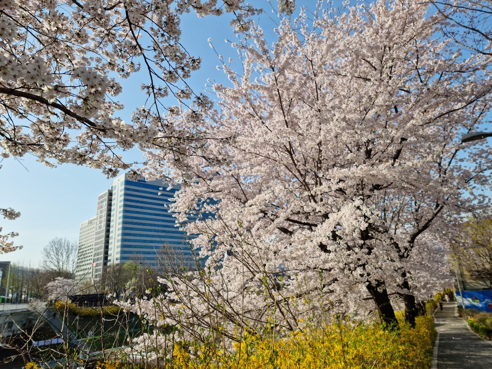 Yangjaecheon Riverside Culture Rest Area (양재천 수변문화쉼터) 4